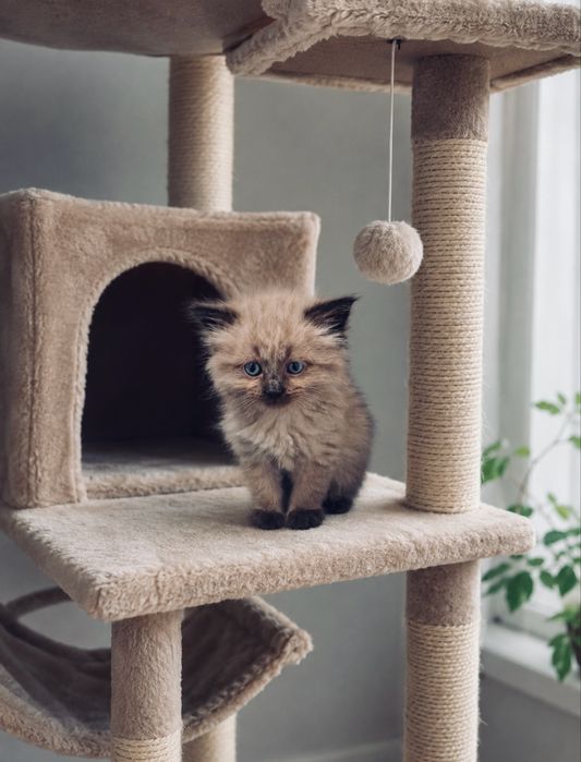 Котенок в добрые руки