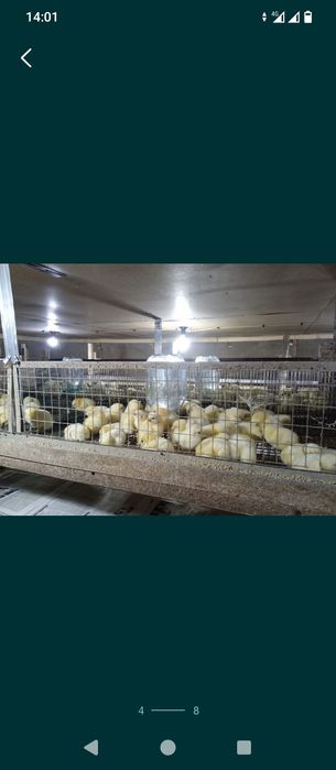 Цыплята бройлер КОББ500