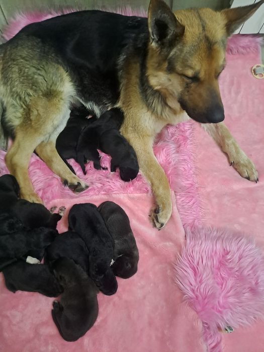 Продам щеночков.