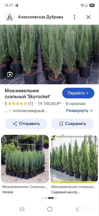Ёл. Йел Полша Привазной. Ийонимус аурера. Кипарис Аризоника Италия