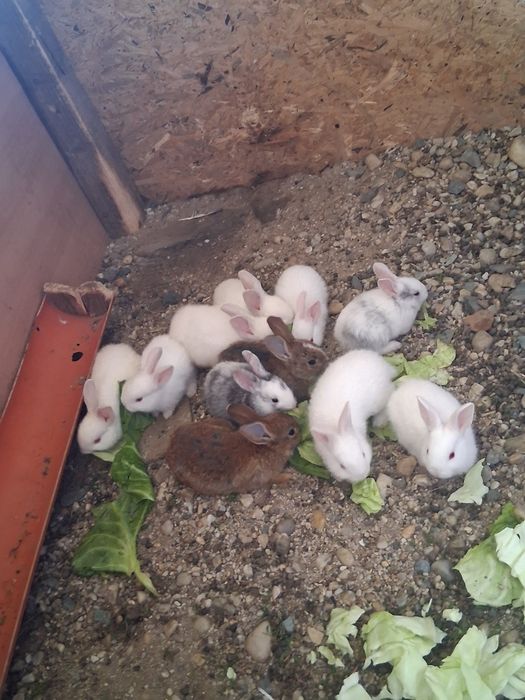 Iepuri de vânzare sau schimb cu papagali