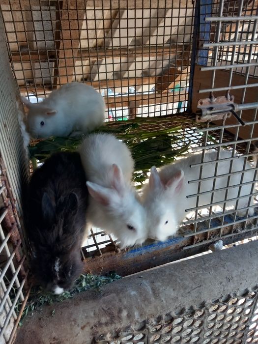 Vând iepuri cap de leu