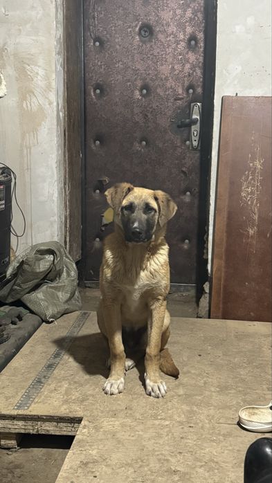 Продам в добрые руки