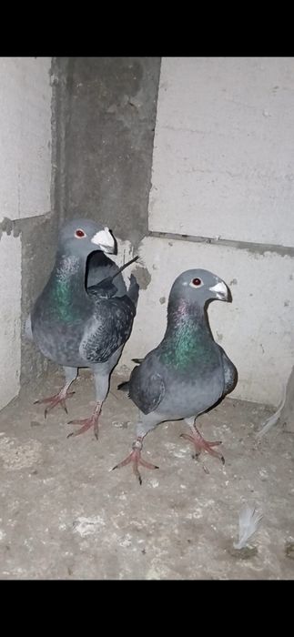 Schimb voiajori germani si kingi