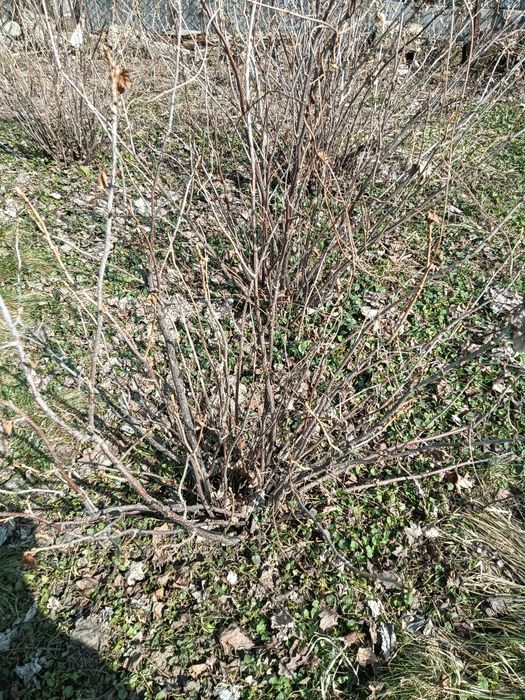 Продам рассаду черная смородина