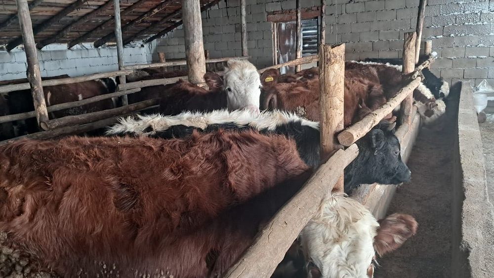 Бычки откормлены готово