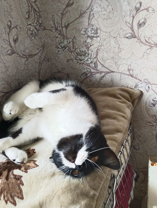 Отдам в добрые руки котенка