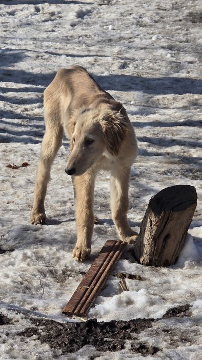 Тазы күшіктер / щенки тазы