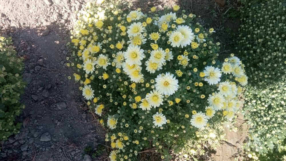 Globus(xrizantema)gullari ochilishi boshladi