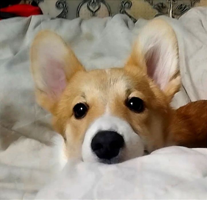 Девочка вельш пемброк корги