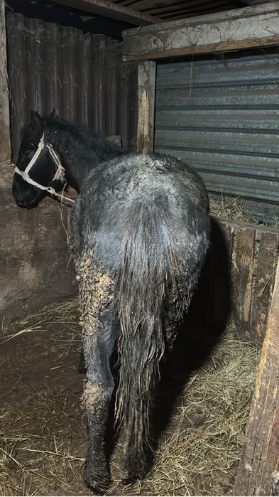 Семіз тай откорм