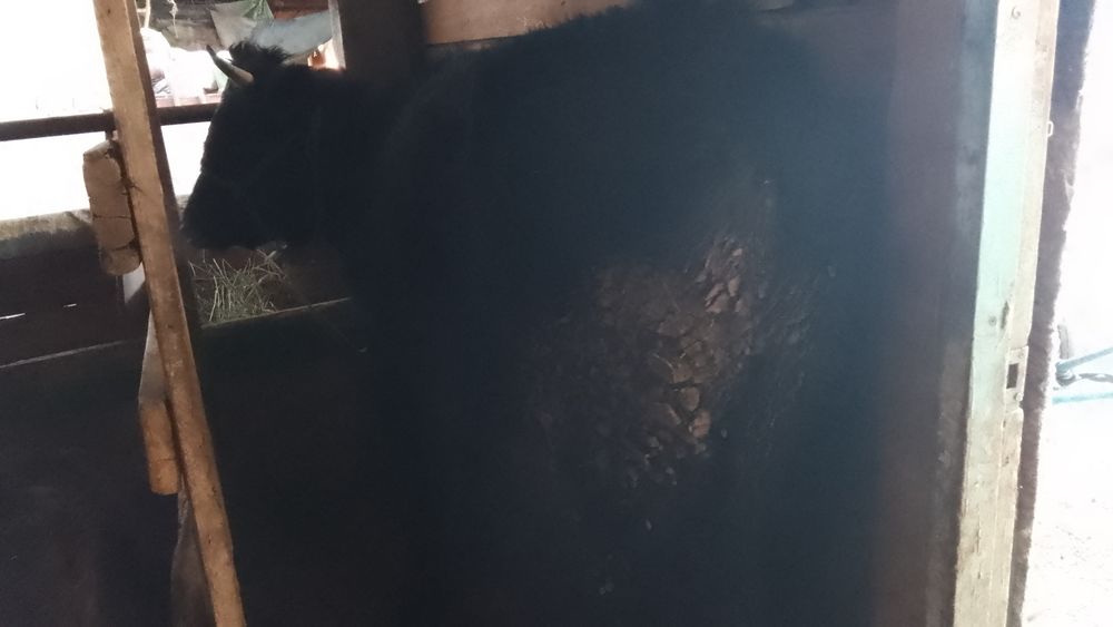 Телка алатаусементал