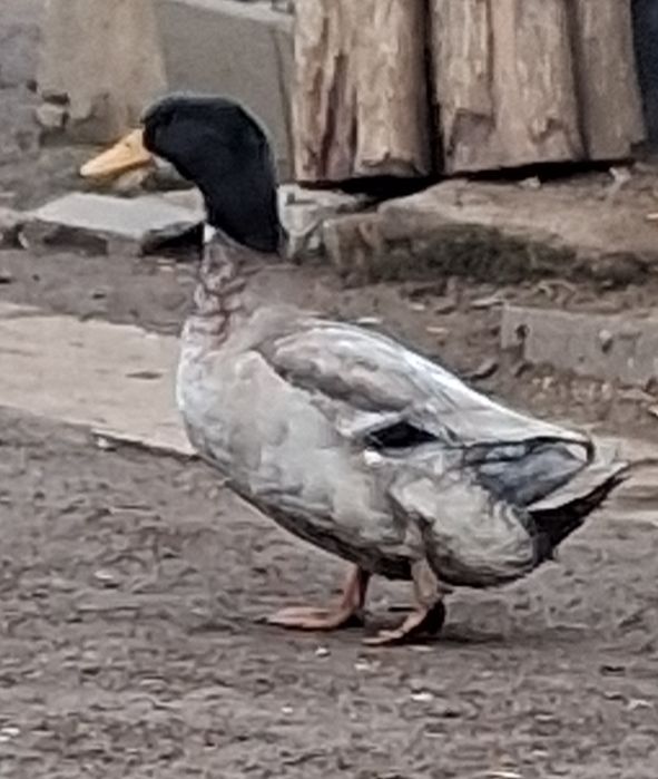 Rate mute de vânzare