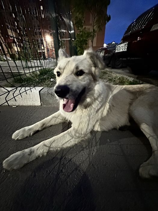 ИЩУ ДОМ для прекрасной собаки