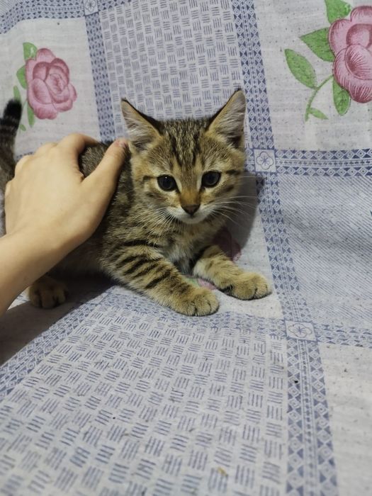 Отдам 2-х месячных  котят