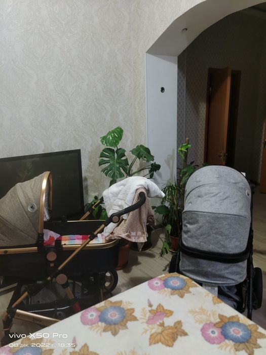 Комнатные цветы растения