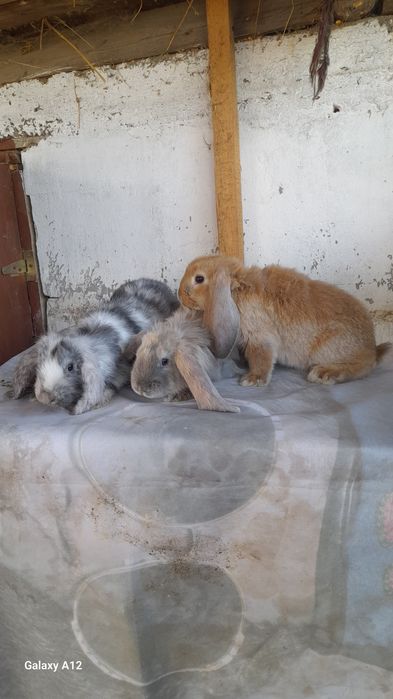 Femele berbec german