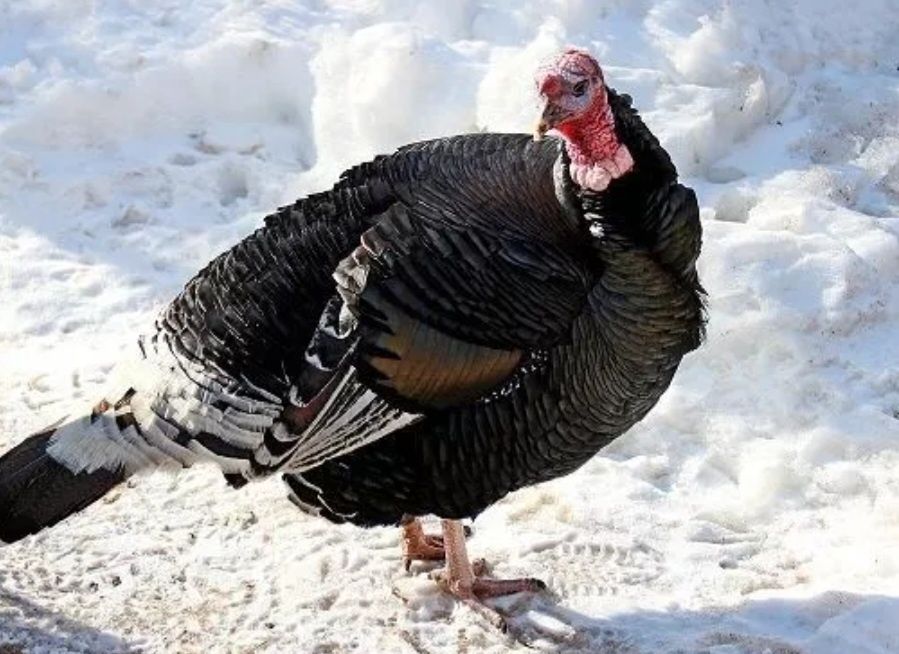 Продам индюк. Самец и самка