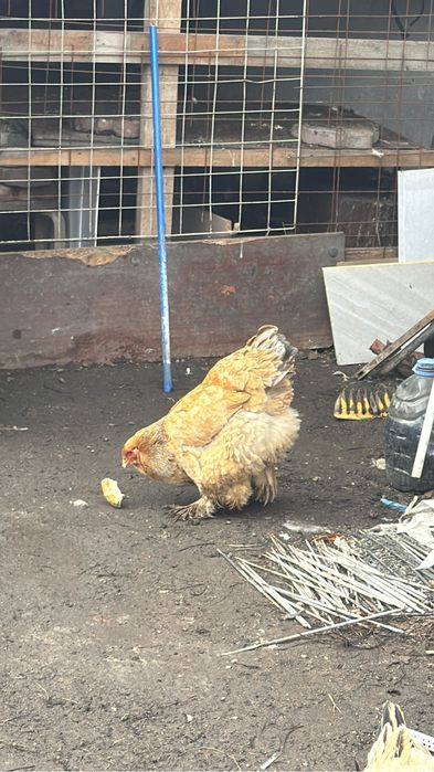 Инкубационные яйцо брамы