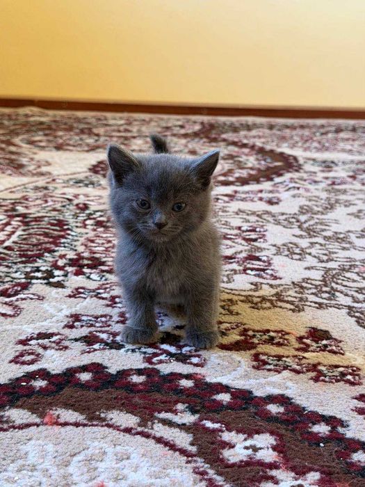 Skotish fold mushukchalar