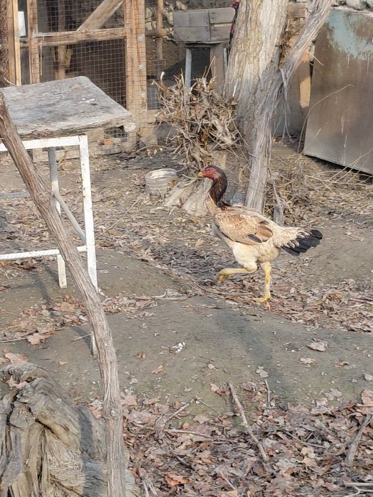 Dakang tovuq, sog'lom.