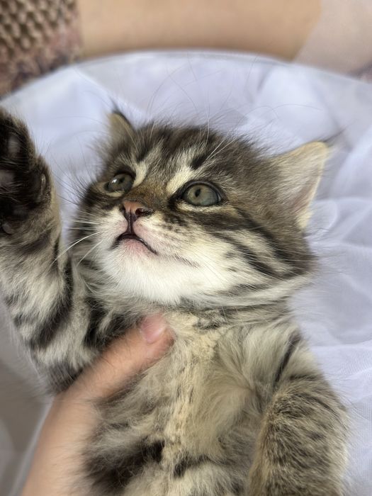 Отдам котят в добрые руки