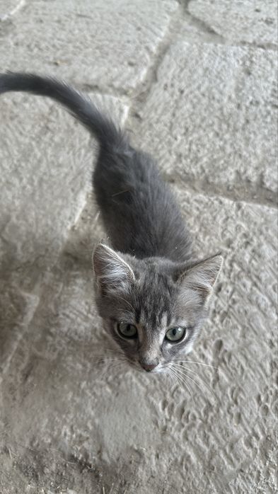 Отдается котенок ( мысық) бесплатно