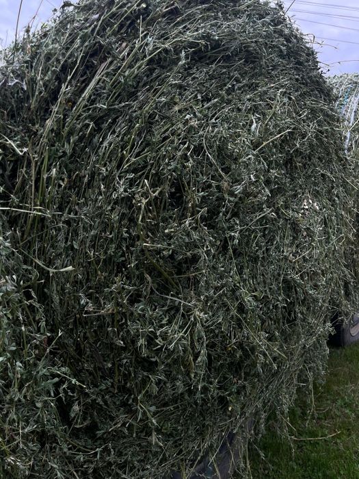 Vindem baloti rotunzi de  lucernă 2025