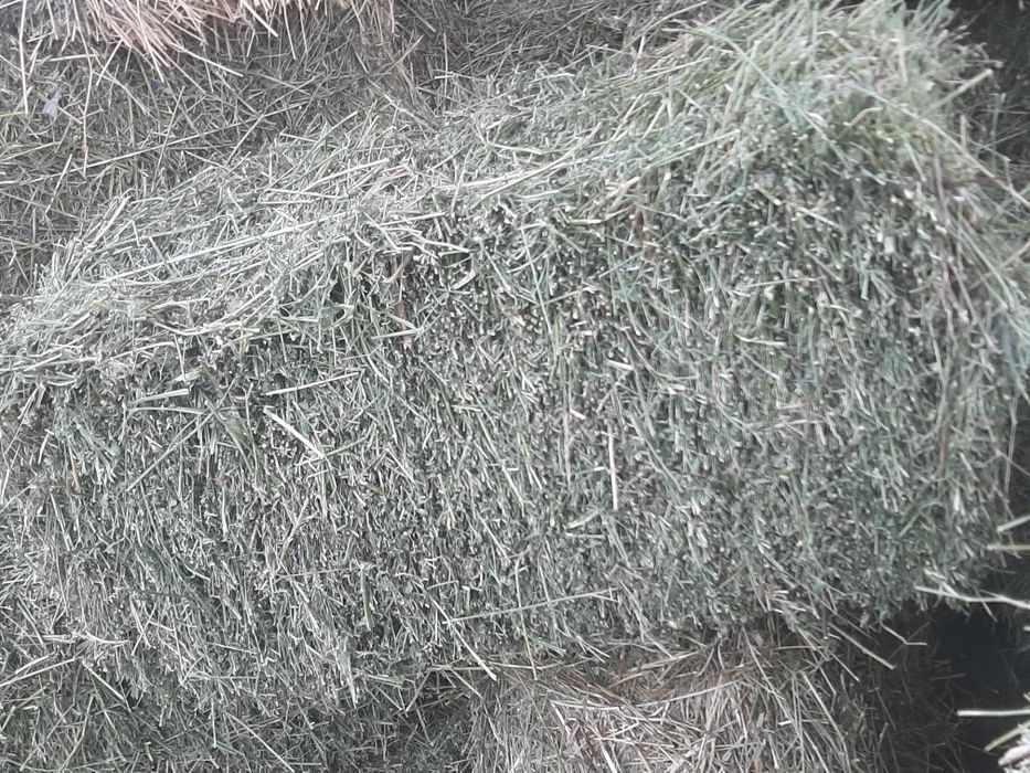 Клевер, жоныршка