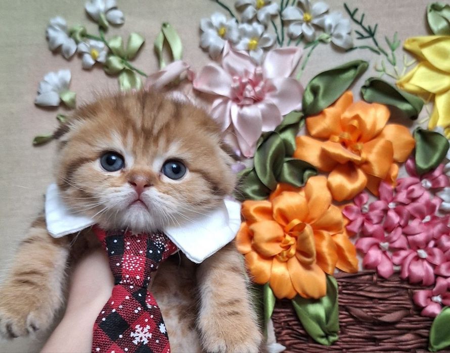 Чистокровные котята от правильной вязких