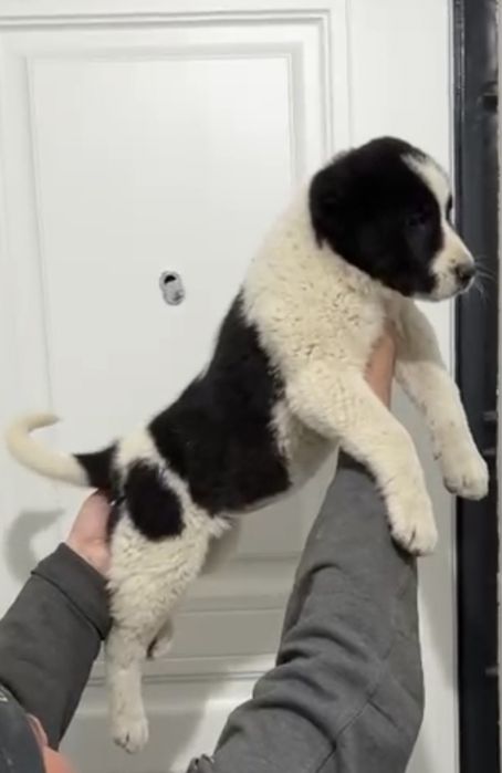 Щенки САО, Тобет, Алабай!