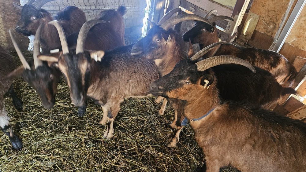 Capre Alpine Franceze cu iezi