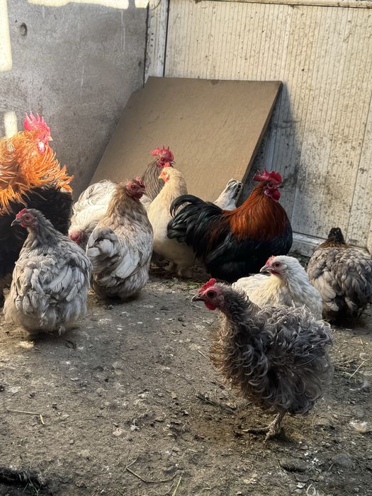Продам карликовых курей