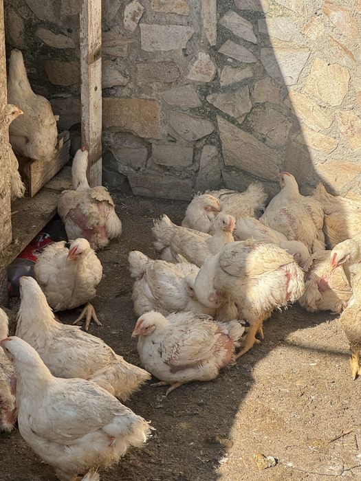 Продавам домашни бройлери