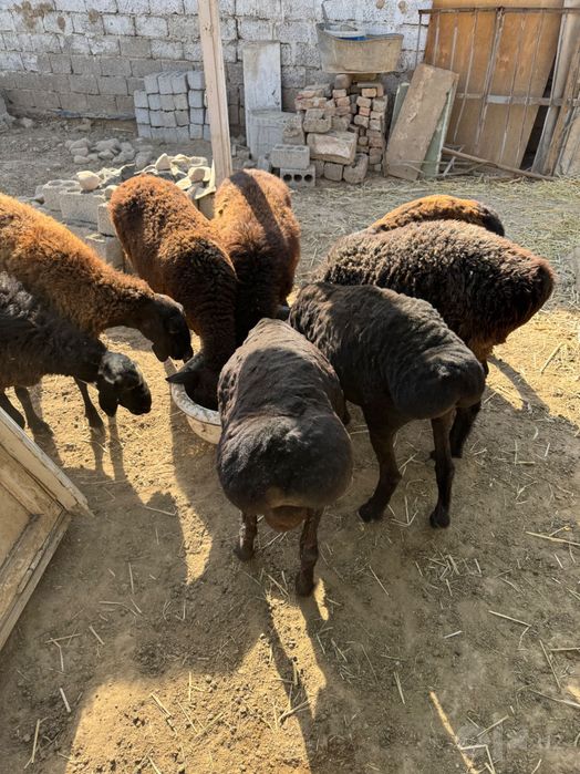 Bogoz qoyla sotiladi