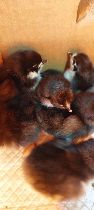 Pui australorp negru si albastru