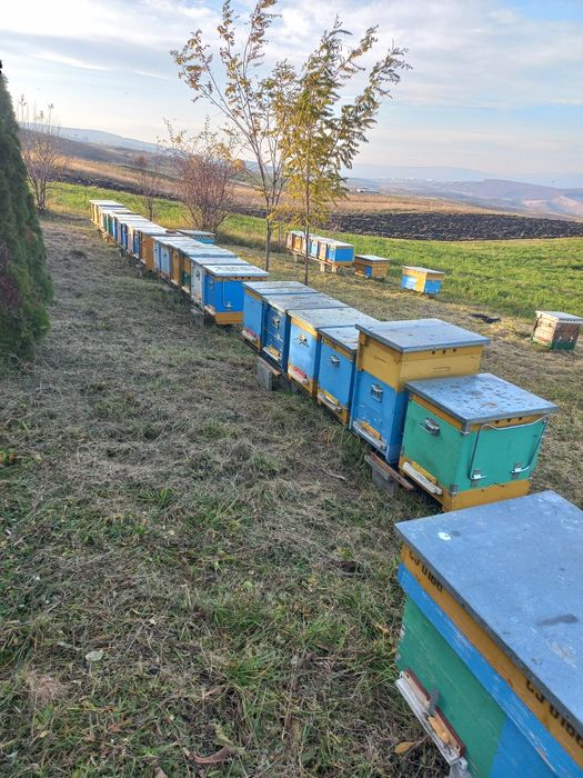 Vand familii albine MER pe rame de 1/2