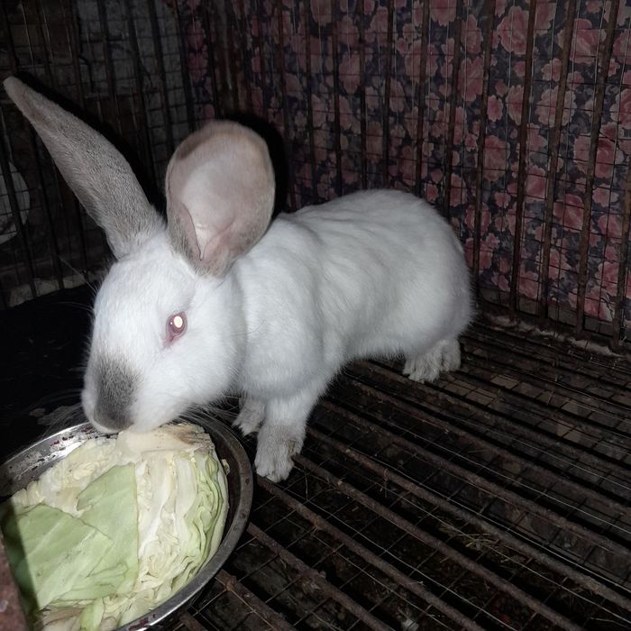 Продам  кроликов