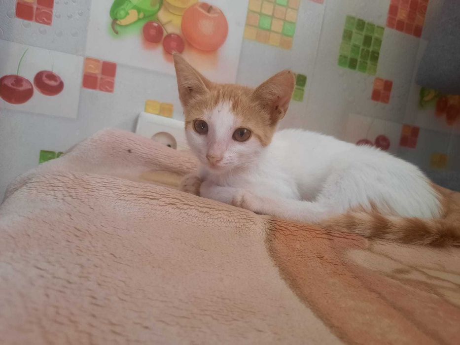 Отдам котёнка в добрые руки