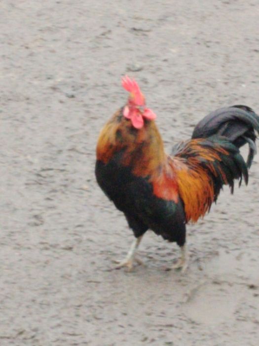 Vând cocos pitic de anul trecut