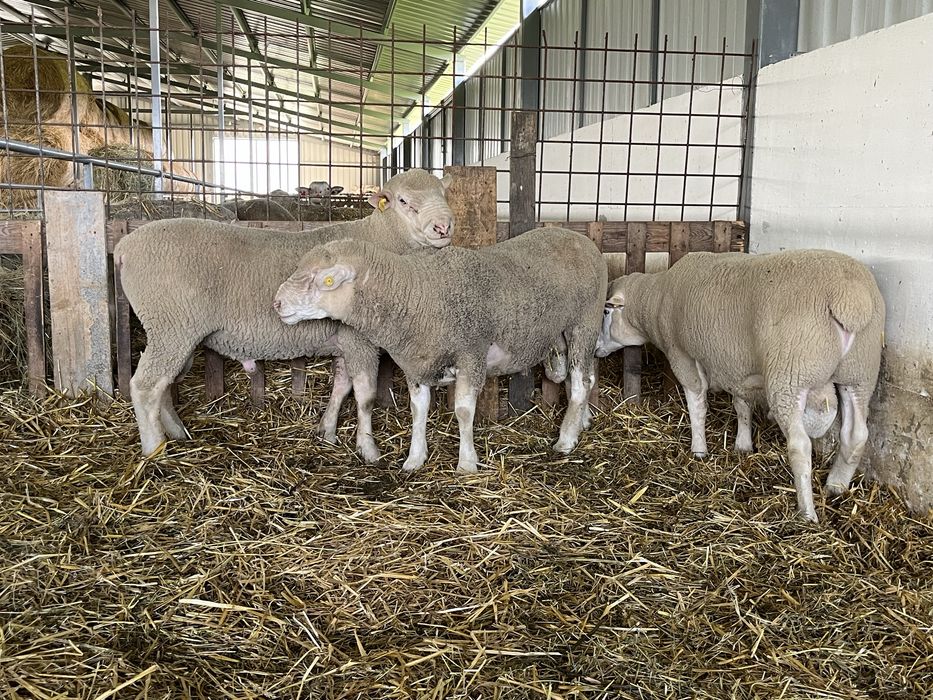 Berbeci rasă de carne île de france