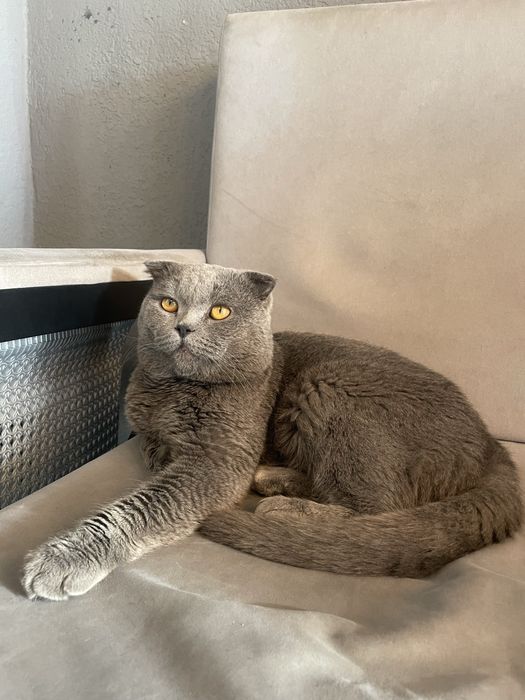 Scotish fold sotlad srochna mushun yahsh koradgola osn