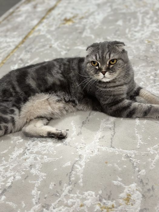 Кот вислуха 10 лет