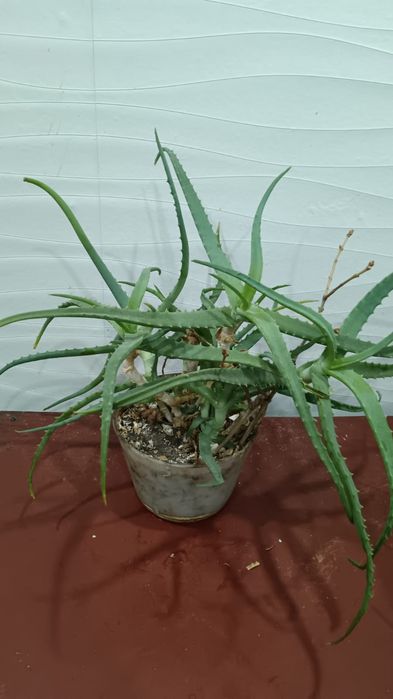 Цветок Алоэ 2 года