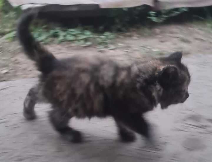 Котята ищут дом!!!