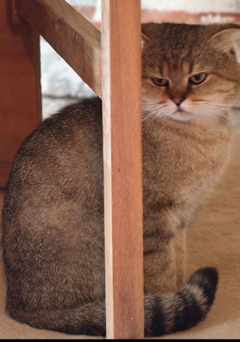 Найден кот, шиншилла