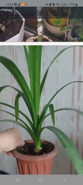 Комнатные растения