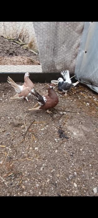 Porumbei Volga pereche și puiul lor