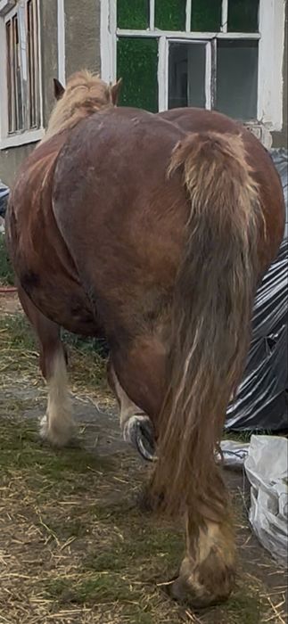 De vanzare iapa de 6 ani garantata fara defecte gestanta ff blanda