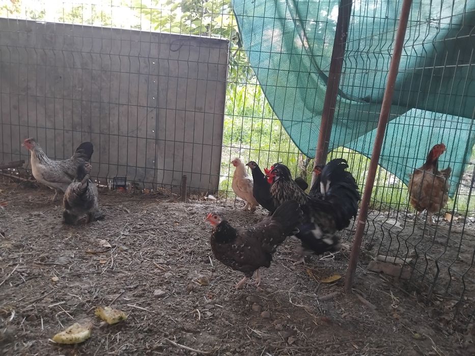Yaponcha tavuqlar sotiladi